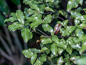 Pittosporum tenuifolium
click thru to article
photograph by Jeremy Rolfe