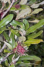 Knightia excelsa
click thru to article
photograph by 