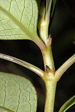 Coprosma robusta
click thru to article
photograph by Jeremy Rolfe