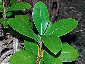 Coprosma lucida
click thru to article
photograph by Jeremy Rolfe