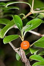 Coprosma foetidissima
click thru to article
photograph by Jeremy Rolfe