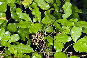 Aotearoa Native Plants