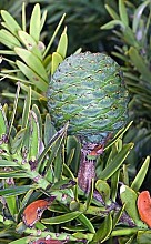 Agathis australis
click thru to article
photograph by Jeremy Rolfe