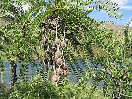 Aotearoa Native Plants Aotearoa Native Plants