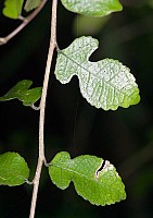 Aotearoa Native Plants