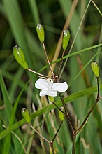 Libertia ixioides
click thru to article
photograph by Jeremy Rolfe