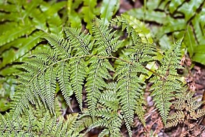 Aotearoa Native Plants