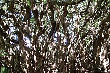 click to see gallery

53a Fuchsia
Photo: Peter Barber
; '2007 Oct 02 13:52'
Original size: 1,942 x 1,284; 1,525 kB
Filename: 