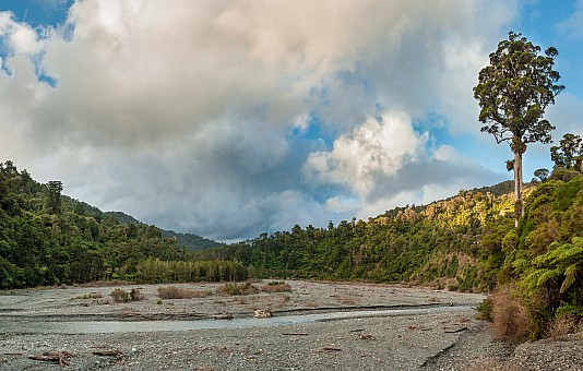 click on the photo and click again on the photo to download the original image
ttc648_FSC6758-PANO Northern rata tree, Ōrongorongo Valley, Rimutaka FP, Wellington Photo Shaun Barnett click on the photo and click again on the photo to download the original image
ttc648_FSC6758-PANO Northern rata tree, Ōrongorongo Valley, Rimutaka FP, Wellington Photo Shaun Barnett