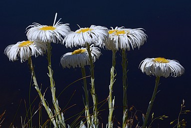 click to see gallery
NFF Taraua TC Peter Smith Mountain Daisies on the Kelly Range DSC  3646
Photo: Peter Smith
; '2020 Feb 11 13:00'
Original size: 3,809 x 2,543; 2,256 kB
Filename:  click to see gallery
NFF Taraua TC Peter Smith Mountain Daisies on the Kelly Range DSC  3646
Photo: Peter Smith
; '2020 Feb 11 13:00'
Original size: 3,809 x 2,543; 2,256 kB
Filename: