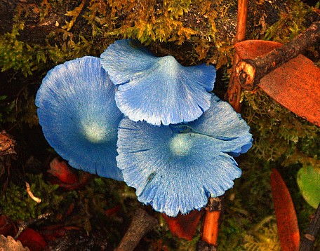 Blue Fungi,GBIDSC  4639
Photo: Pete Smith
; '2021 Mar 13 11:31'
Original size: 1,920 x 1,507; 2,640 kB