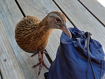 click to see gallery

Fiona Mc Kinney Lucky Dip
Photo: Fiona Mc Kinney
Photo: '2021 Feb 18 16:03'
Original size: 4,000 x 3,000; 2,531 kB
Filename: 'HUMTararuaTCFionaMcKinneyLuckyDip'