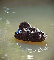 click to see gallery

Pateke Brown Teal
Photo: Susi Lang
; '2023 Jul 08 14:22'
Original size: 2,390 x 2,635; 773 kB
Filename: 