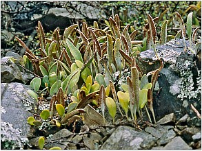 Pyrrosia eleagnifolia
click thru to article
photograph by Jeremy Rolfe