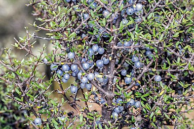 mingi1.jpg: 985x658, 296k (2021 Mar 02 09:59)